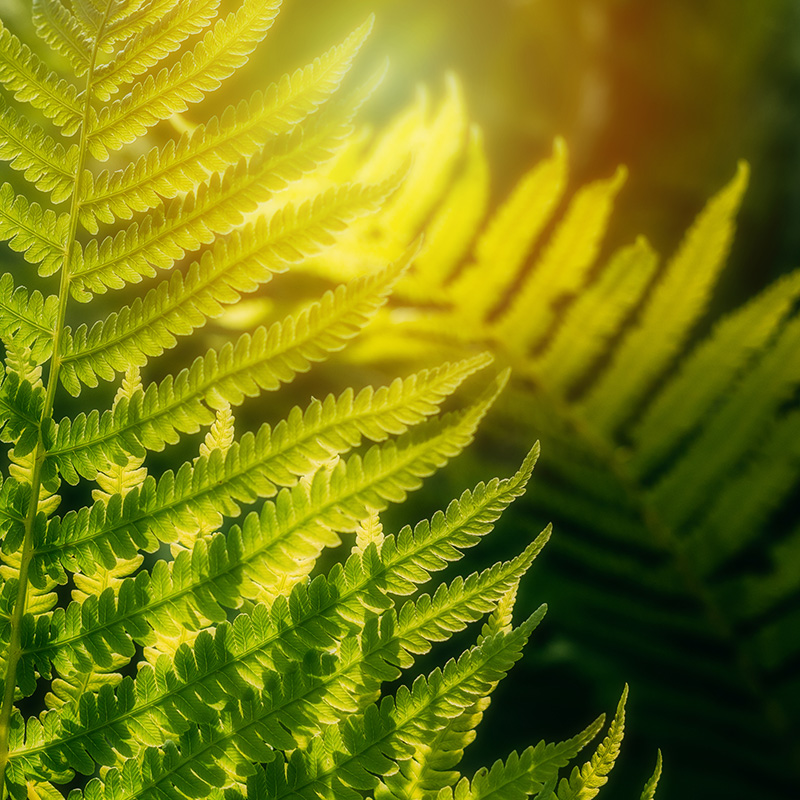 fern (website)