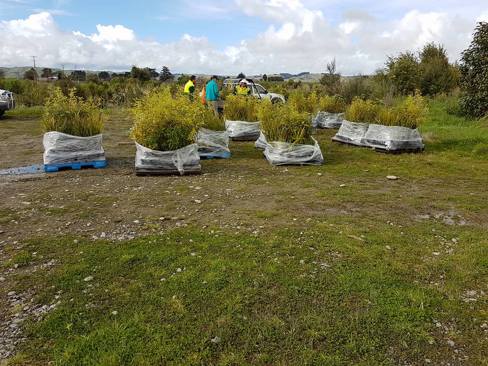 Planting at Pourewa