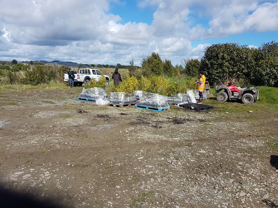 Porewa Stream planting day post image