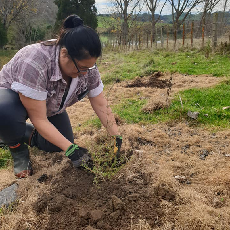 Pourewa Planting 3 (800x800)